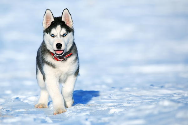 Inkontinenz bei Hunden: Hund im Schnee