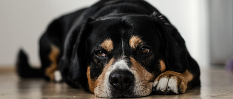 Inkontinenz bei Hunden – Alles, was Du wissen musst