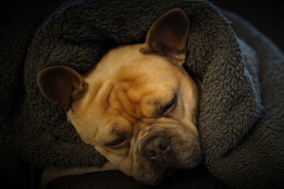 Inkontinenz bei Hunden Alles, was Du wissen musst edogs