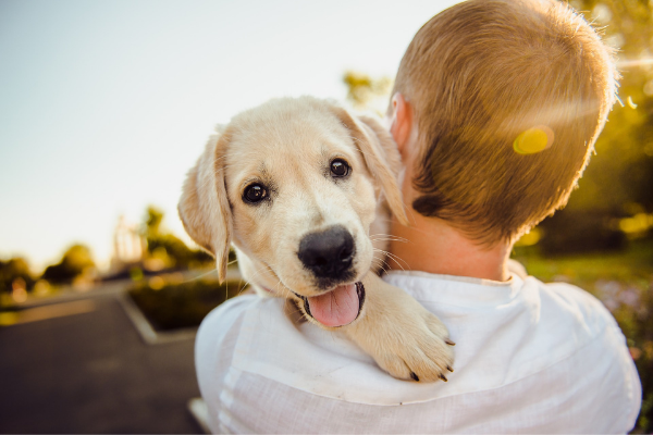 Inkontinenz beim Hund: Hund auf dem Arm