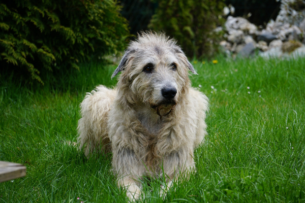 Irischer Wolfshund draußen