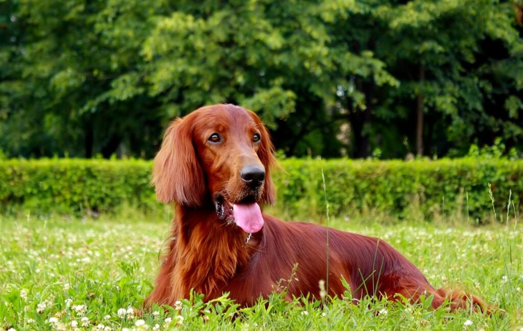 Irish Setter in der Natur