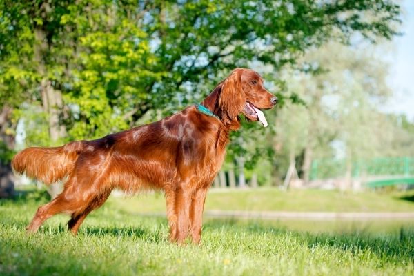 Irish Setter von der Seite