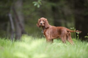 Irish Setter Welpe