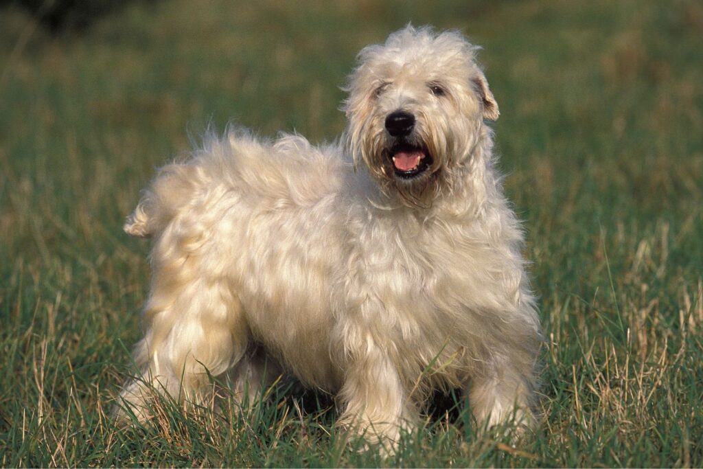 Irish Soft Coated Wheaten Terrier: Hund in der Natur auf einer Wiese