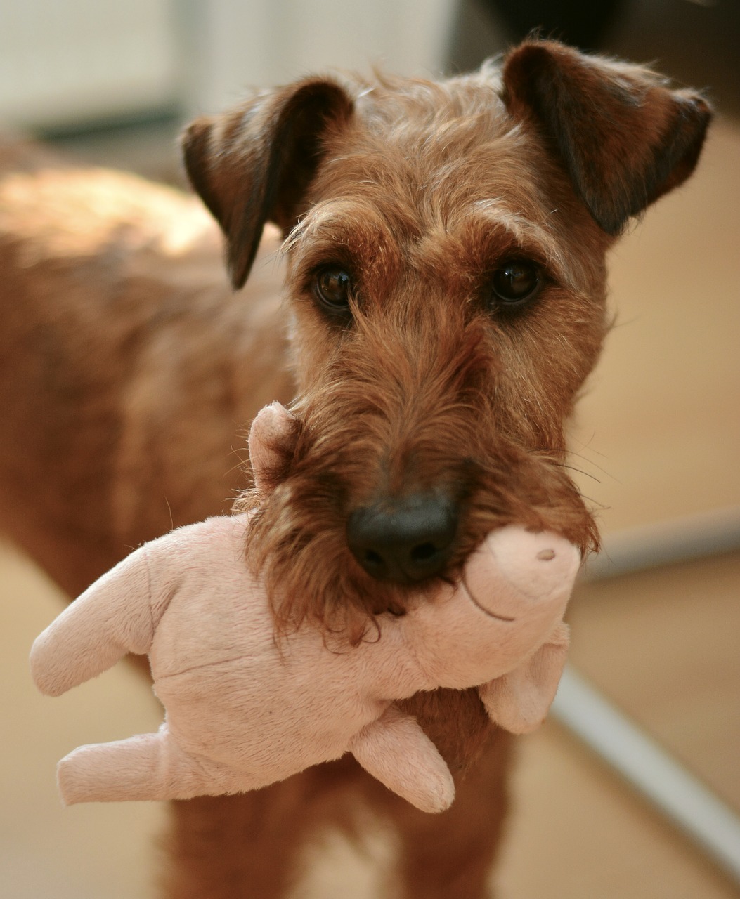 Irish Terrier