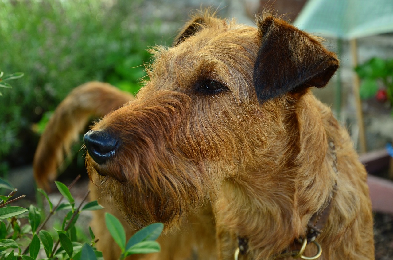 Irish Terrier