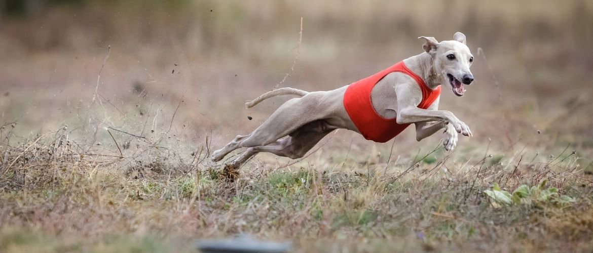 Italienisches Windspiel beim Hundesport