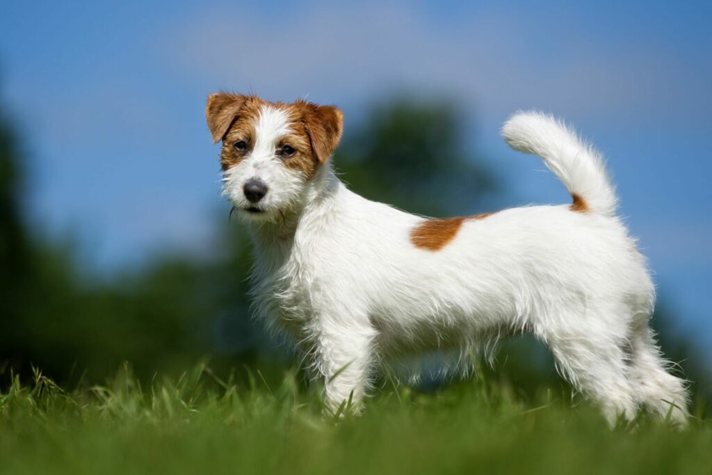 Jack Russell Terrier auf der Wiese