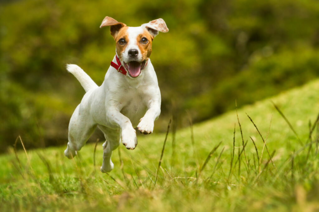 Terrier Hunderassen: Jack Russell Terrier