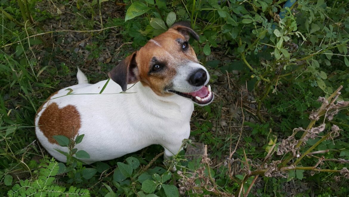 Jack Russell Terrier Steckbrief, Charakter, Wesen und Haltung