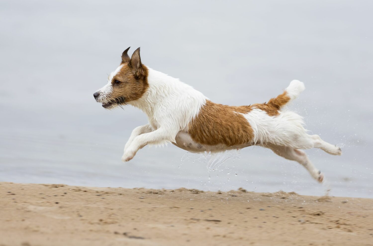 Jack Russell Terrier am Strand