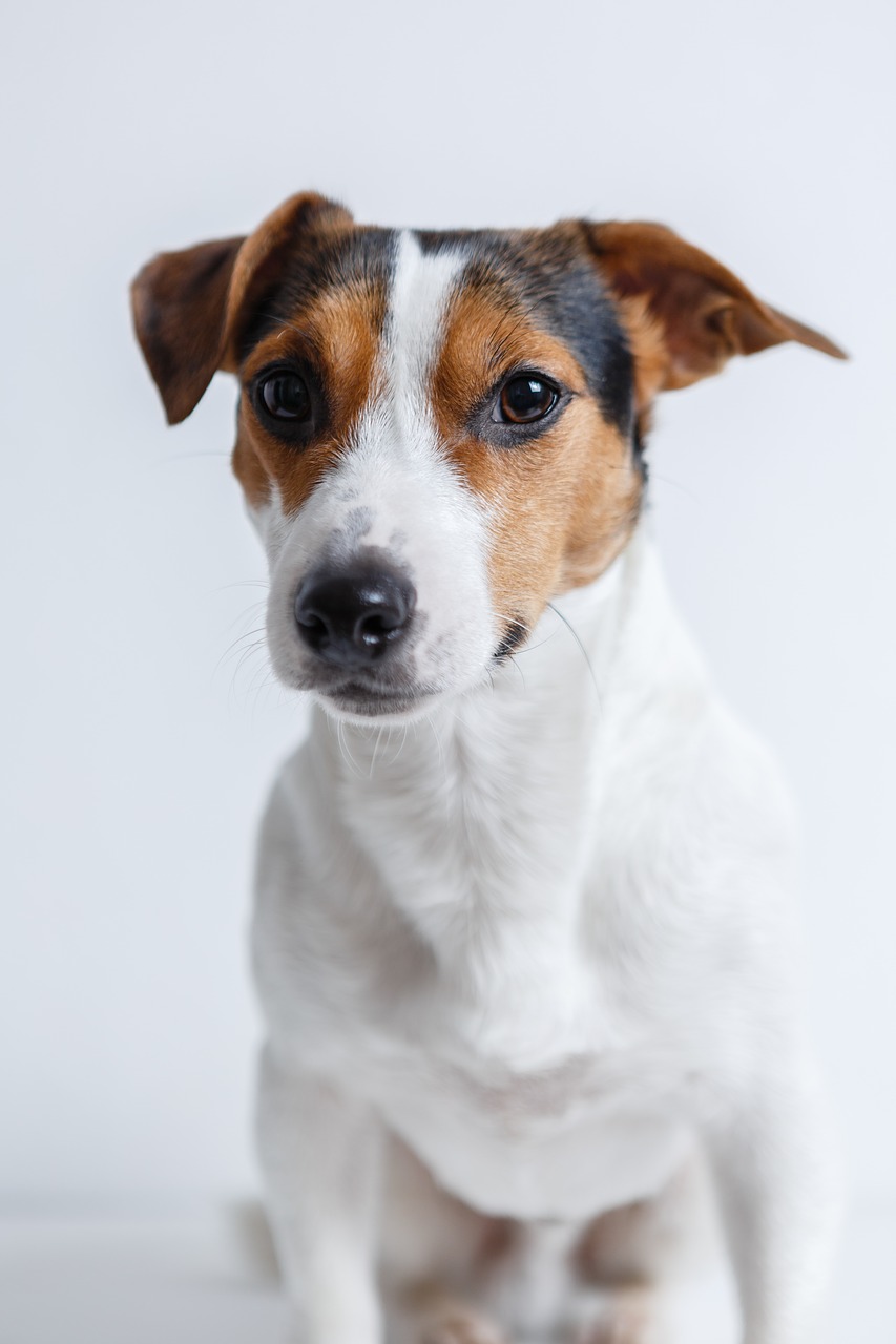 Jack Russell Terrier