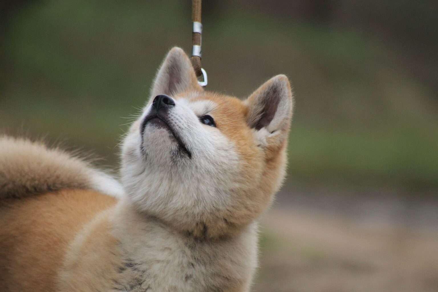 Akita Inu - Steckbrief, Charakter, Wesen und Haltung
