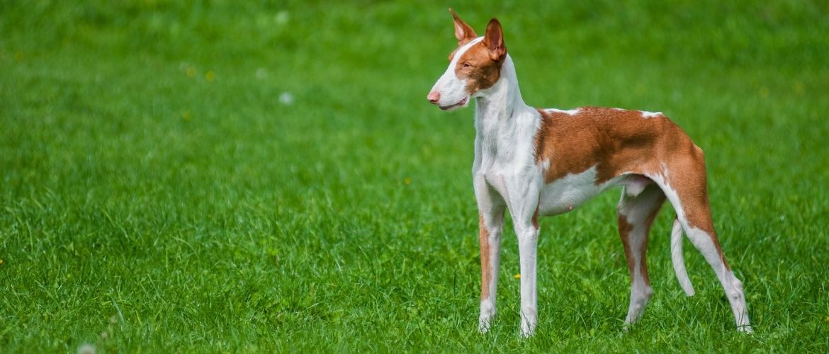 Junger Podenco Ibicenco