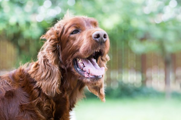 Cushing Syndrom beim Hund – Was ist das?