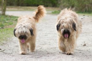 Katalanischer Schäferhund zu zweit