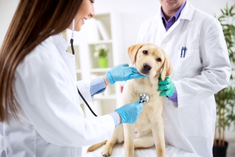 Ein Junger hund wird von Ärzten untersucht
