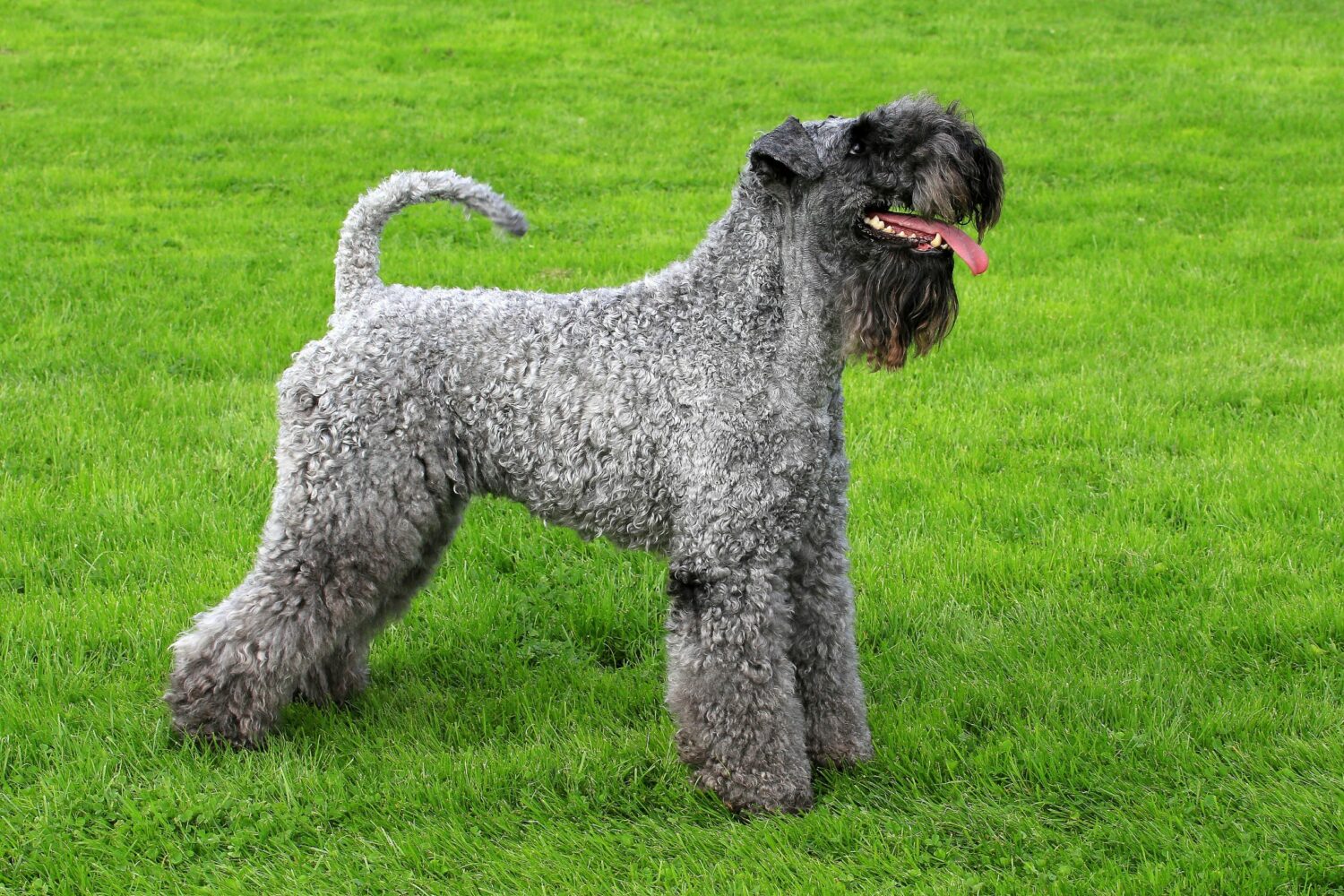 Terrier Hunderassen: Kerry Blue Terrier