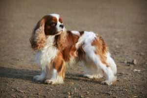 King Charles Spaniel von der Seite