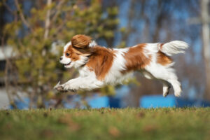 King Charles Spaniel im Sprung