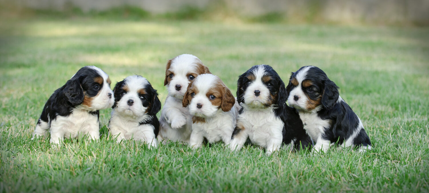 Welpen stubenrein bekommen,: King Charles Spaniel Welpen auf einer Wiese