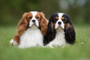 Zwei King Charles Spaniel