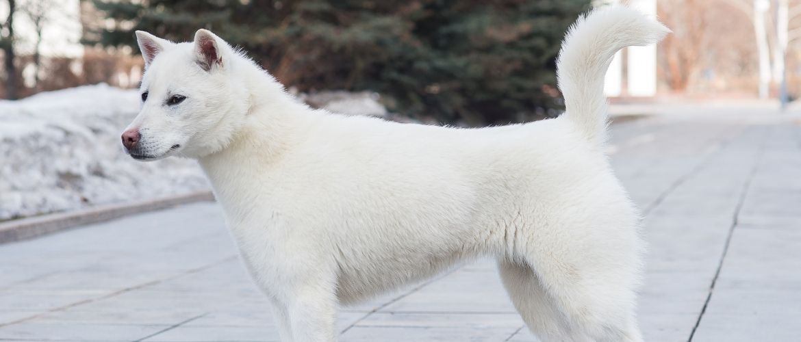 Kishu Steckbrief, Charakter, Wesen und Haltung