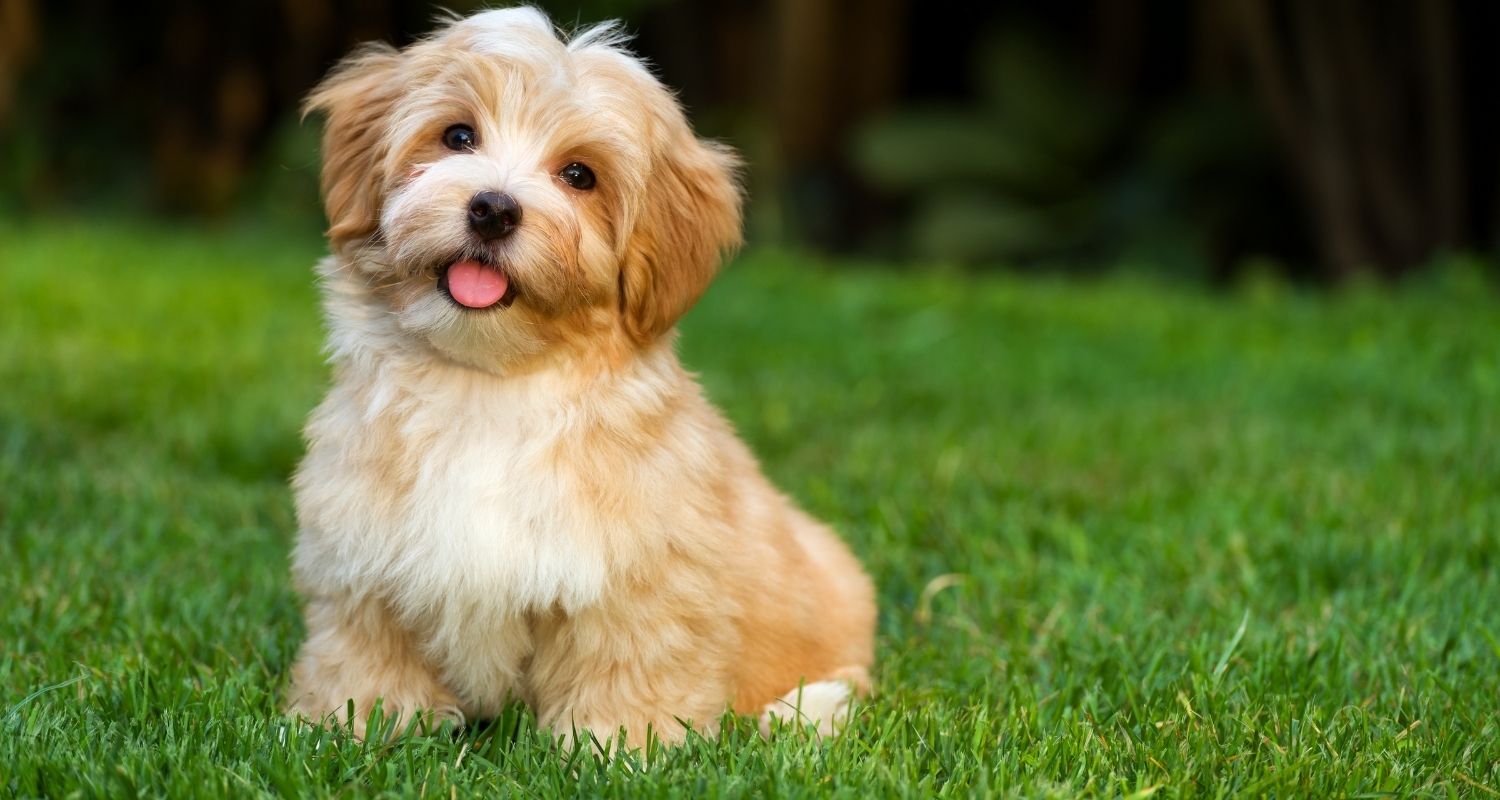 Kleine Hunderassen, die nicht haaren - edogs Magazin