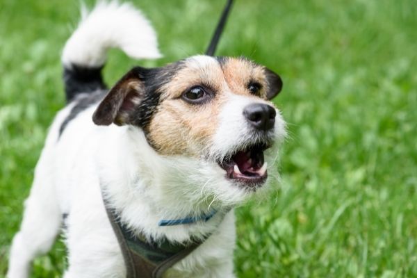 Kleiner Hund am Bellen