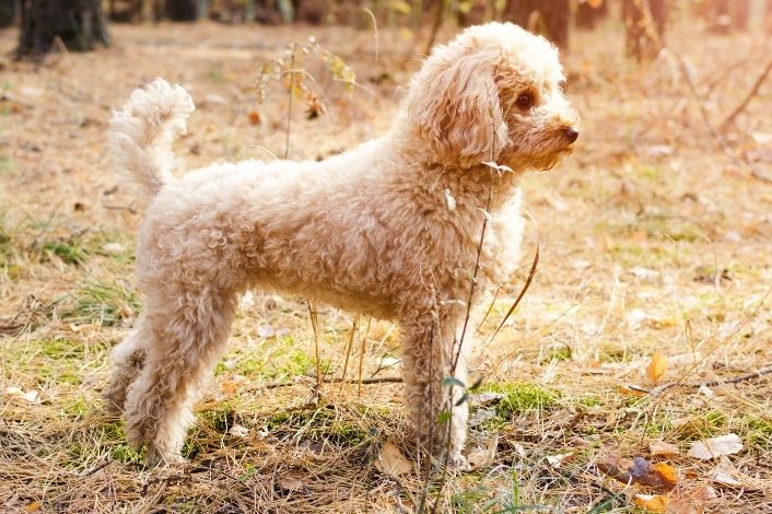 Familienhunde: Kleinpudel