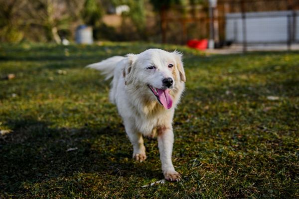 Kokoni: Hund läuft durch einen Garten.