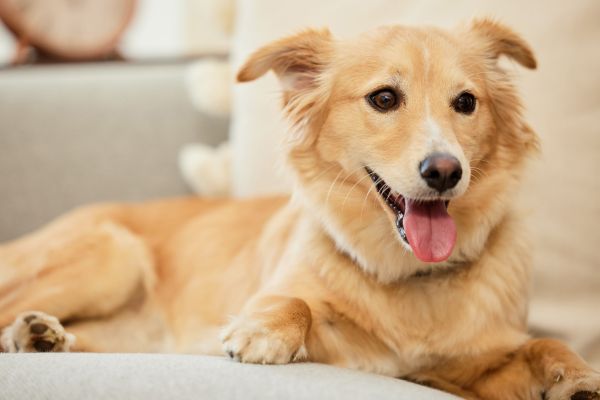 Kokoni liegt auf einem Sofa und hechelt.