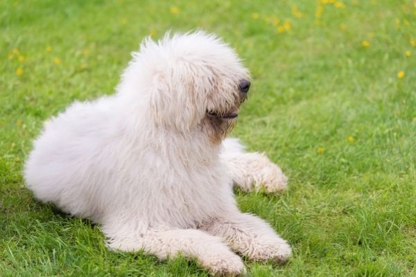 Komondor