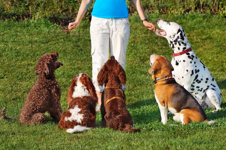 Kosten für eine Hundeschule: Fünf Hunde sitzen vor einer Person, die ihre Arme ausstreckt.