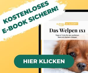 Bauanleitung hundebett - Der absolute Favorit