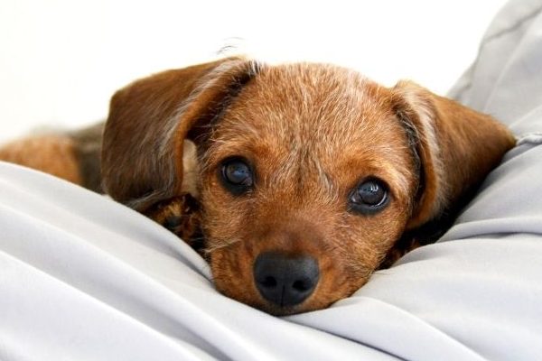 Kranker Hund im Bett