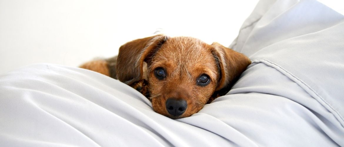 Kranker Hund im Bett