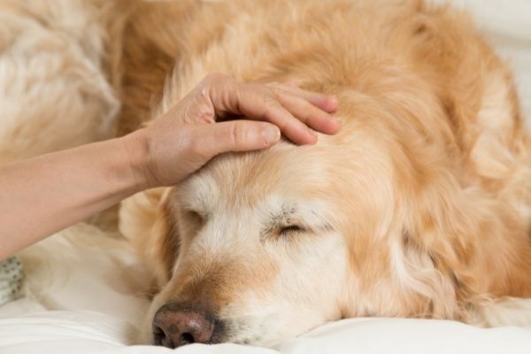 Kranker Hund wird gestreichelt