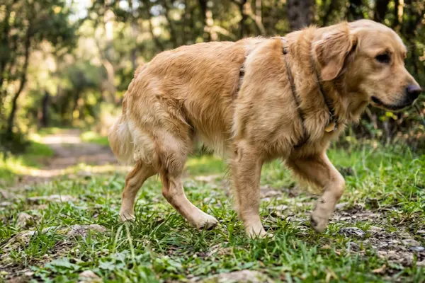 Ein goldfarbener Hund läuft auf einem Waldweg. Der Fokus der Aufnahme liegt gezielt auf der hinteren Beinpartie und dem Kniegelenk des Hundes, während der Waldhintergrund sanft unscharf dargestellt ist.