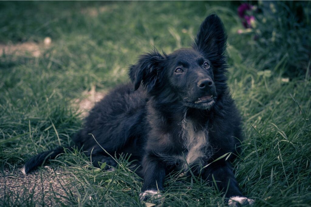 Ein kroatischer Schäferhund liegt in der Natur