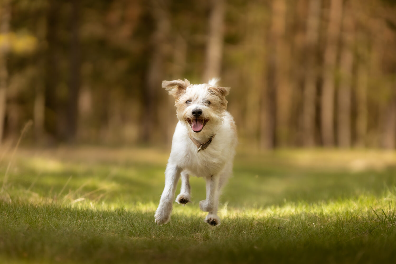 Kromfohrländer in der Natur