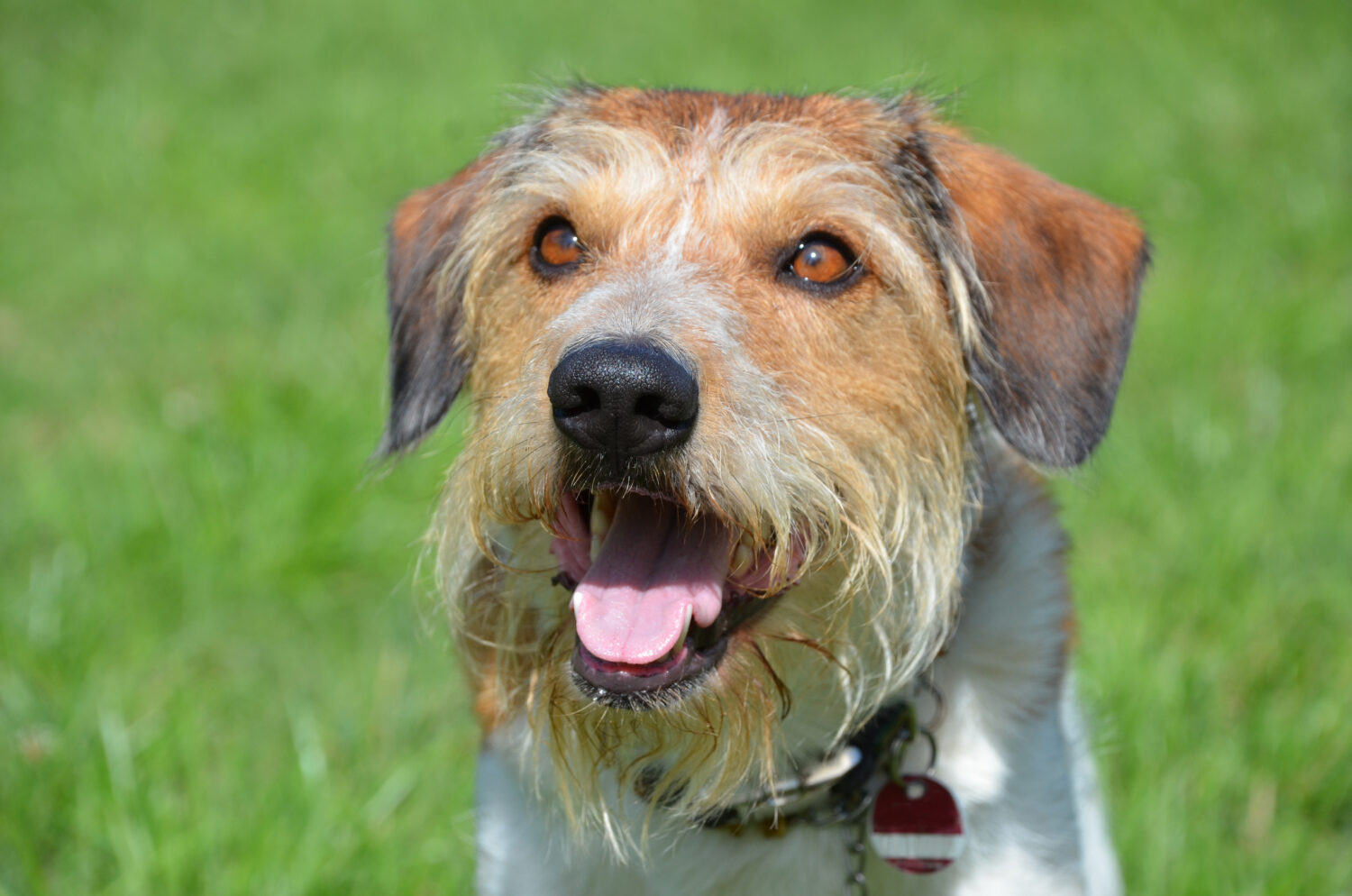 Kromfohrländer Steckbrief, Charakter, Wesen und Haltung