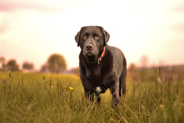 Kurkuma für Hunde: Hund auf Wiese