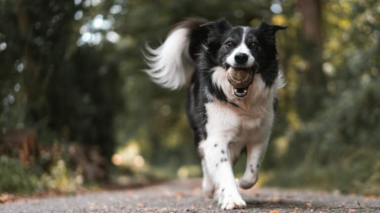 Kurkuma für Hunde – Wirkung, Anwendung & Produkttipps
