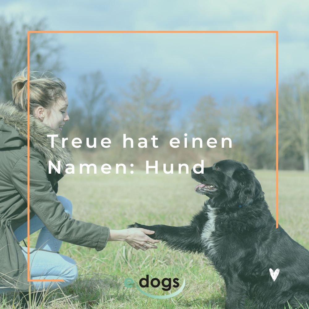 Kurze Hundesprüche: Treue hat einen Namen: Hund.