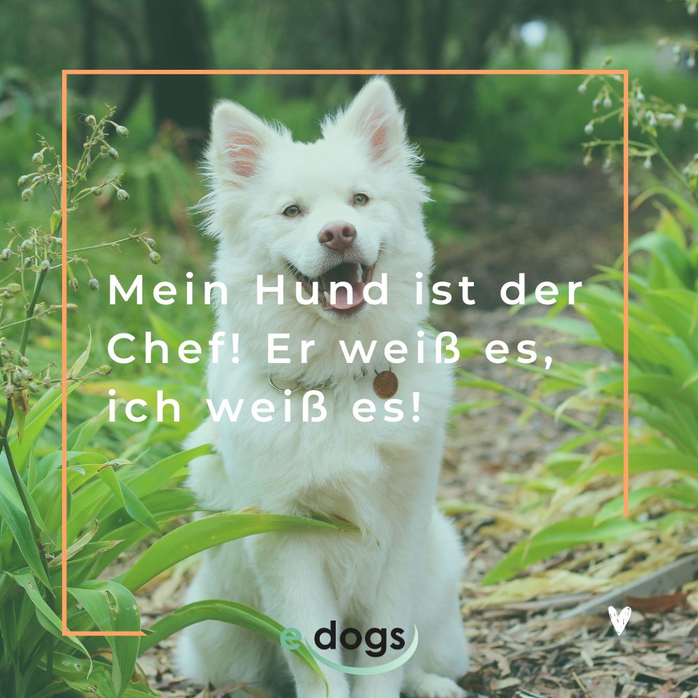 Kurze Hundesprüche: Mein Hund ist der Chef! Er weiß es, ich weiß es!