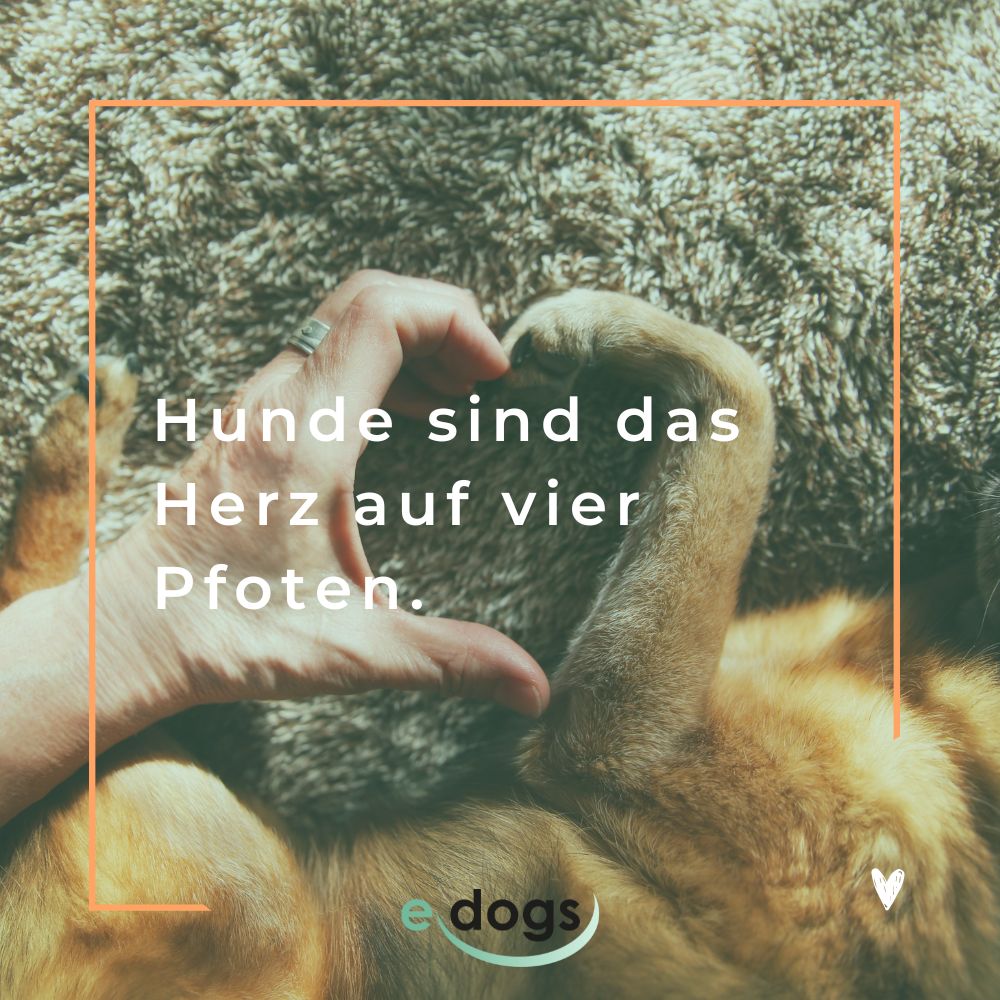 Kurze Hundesprüche: Hunde sind das Herz auf vier Pfoten.