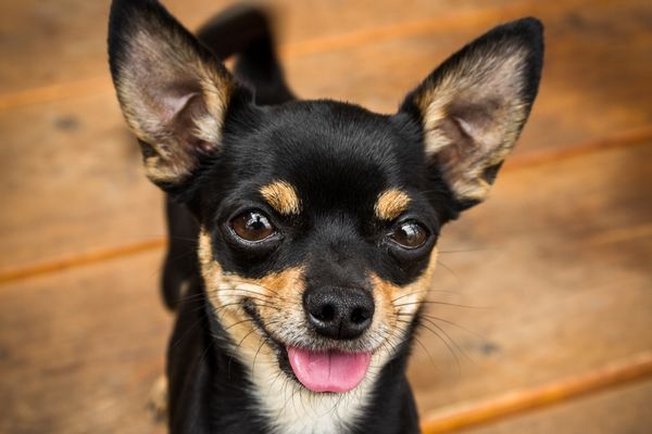 Kurzhaar Hunderassen: Chihuahua blickt in die Kamera