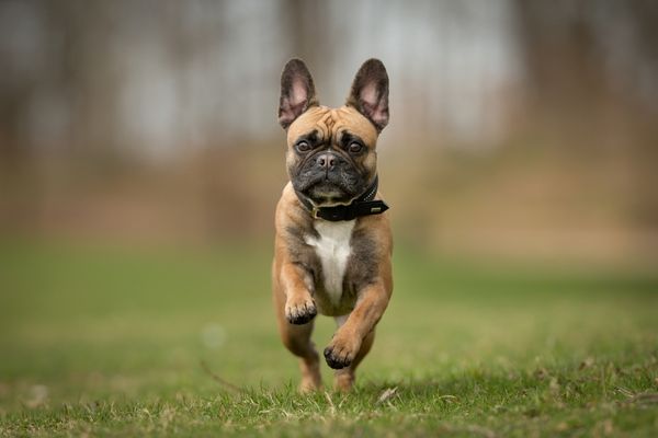 Kurzhaar Hunderassen: Französische Bulldogge spielt im Garten